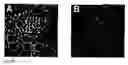 Fig. 58 - Devices and methods for magnetic enrichment of cells and other particles