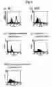 Fig. 02 - Method for separating hepatic progenitor cell