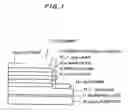 Fig. 02 - Method of forming a low temperature-grown buffer layer, a light emitting element and method of making same, and light emitting device