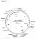 Fig. 02 - Endothelial cell specifically binding peptides