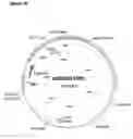 Fig. 03 - Endothelial cell specifically binding peptides