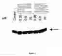Fig. 05 - Compositions and methods for treatment of cancer