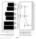 Fig. 06 - Vector for gene therapy and method of quantifying target protein in mammal or cultured cells with the administration of the vector for gene therapy