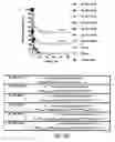 Fig. 12 - IRNA agents targeting VEGF