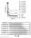 Fig. 13 - IRNA agents targeting VEGF