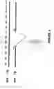 Fig. 06 - Nuclear factor κB inducing factor