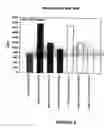 Fig. 08 - Nuclear factor κB inducing factor