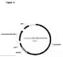 Fig. 05 - Vectors comprising guinea pig CMV regulatory elements