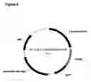 Fig. 06 - Vectors comprising guinea pig CMV regulatory elements
