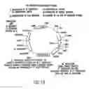 Fig. 13 - Tissue-specific and pathogen-specific toxic agents, ribozymes, dnazymes and antisense oligonucleotides, and methods of use thereof