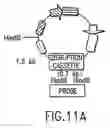 Fig. 14 - Tissue-specific and pathogen-specific toxic agents, ribozymes, dnazymes and antisense oligonucleotides, and methods of use thereof