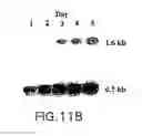 Fig. 15 - Tissue-specific and pathogen-specific toxic agents, ribozymes, dnazymes and antisense oligonucleotides, and methods of use thereof