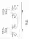 Fig. 23 - Tissue-specific and pathogen-specific toxic agents, ribozymes, dnazymes and antisense oligonucleotides, and methods of use thereof