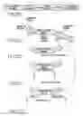 Fig. 24 - Tissue-specific and pathogen-specific toxic agents, ribozymes, dnazymes and antisense oligonucleotides, and methods of use thereof