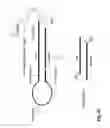 Fig. 12 - Highly functional short hairpin RNA