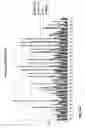 Fig. 19 - Highly functional short hairpin RNA