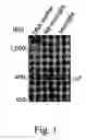Fig. 02 - Modulation of Microglial by Nicotinic Medications
