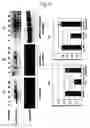 Fig. 07 - Modulation of Microglial by Nicotinic Medications