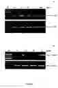 Fig. 04 - Methods and compositions for the treatment of hyperlipidemia