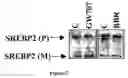 Fig. 08 - Methods and compositions for the treatment of hyperlipidemia