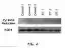 Fig. 04 - Indoloquinone Tumor Radiation Sensitization