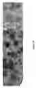 Fig. 11 - Methods of protecting against radiation injury
