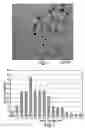 Fig. 02 - Methods of making metal particles within cored dendrimers