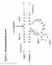 Fig. 02 - Synthesis, deprotection, analysis & purification of RNA & ribozymes