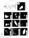Fig. 13 - Protein fragment complementation assays for high-throughput and high-content screening