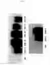 Fig. 02 - Method for increasing expression of stress defense genes