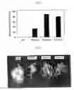 Fig. 07 - Method for increasing expression of stress defense genes