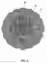 Fig. 04 - Bath sponge