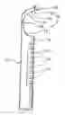 Fig. 01 - Razor with integrated rinsing scoop