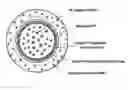 Fig. 01 - Method for manufacturing silicon single crystal, and silicon wafer