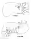 Fig. 09 - Directional control for dual brush robotic pool cleaners