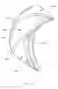 Fig. 05 - Drum brake pad
