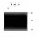 Fig. 26 - Image sensing apparatus with movable light flux splitter and control method thereof