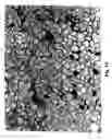 Fig. 14 - Alloy material for semiconductors, semiconductor chip using the alloy material and production method of the same