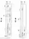 Fig. 09 - In-plane switching mode liquid crystal display device