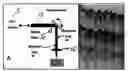 Fig. 01 - Speckle reduction in optical coherence tomography by path length encoded angular compounding