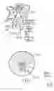 Fig. 04 - Night light with fiber optics