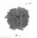 Fig. 04 - Gas/liquid separation utilizing bunched mesh materials