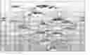 Fig. 01 - Optical bodies including rough strippable boundary layers and asymmetric surface structures