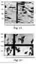 Fig. 15 - Optical bodies including rough strippable boundary layers and asymmetric surface structures