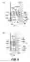 Fig. 09 - Process cartridge and electrophotographic image forming apparatus