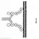 Fig. 19 - Constructs binding to phosphatidylserine and their use in disease treatment