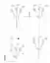 Fig. 10 - Water soluble multi-biotin-containing compounds