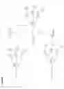 Fig. 11 - Water soluble multi-biotin-containing compounds
