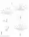 Fig. 12 - Water soluble multi-biotin-containing compounds