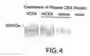 Fig. 06 - Rhesus carcino embryonic antigen, nucleotides encoding same, and uses thereof